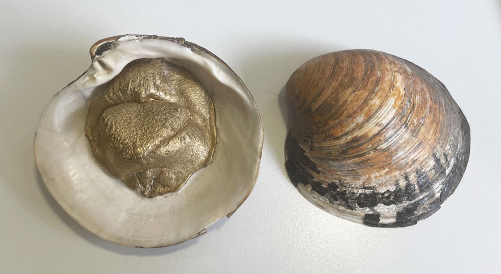 SEA SHELLS by Dorothy Cross sold for €900 at deVeres Auctions
