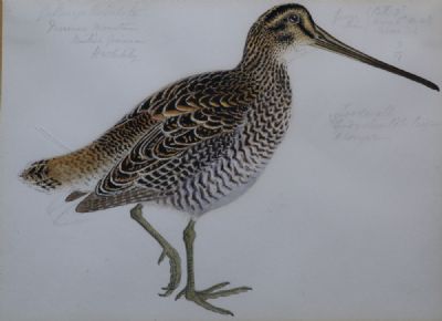 WOODCOCK, GUYANA by H. Whitely sold for €150 at deVeres Auctions